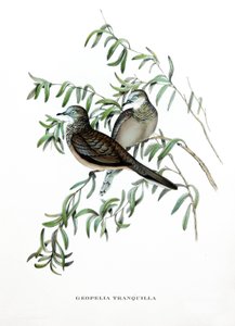 Holubice mírumilovná, ptáci z Austrálie, rytina z knihy Johna Goulda (1804-1881) "Tropické ptactvo" od John Gould