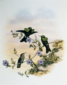 Paví koketa (Lophornis pavoninus), rytina z Monografie Trochilidae nebo kolibříků (1849-1861), John Gould (1804-1881), Spojené království od John Gould