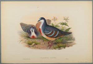Philogoenas Cruenta (barevné litho na tkaném papíře) od John Gould