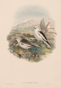 Plestrophanes Nivalis od John Gould