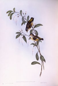 Pardalote červenoobočí (Pardalotus rubricatus), rytina John Gould od John Gould