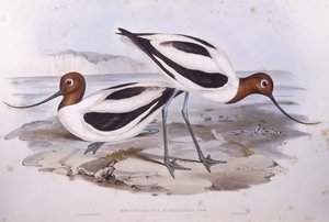 Avocet rudokrký (Recurvirostra novaehollandiae), rytina John Gould od John Gould