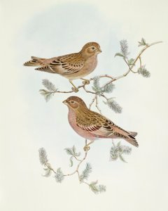 Rosy Finch (Erythrospiza incarnata), rytina John Gould od John Gould