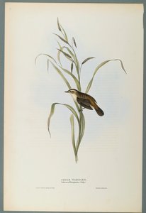 Salicaria Phragmatis: Ostřice (barevné lito na tkaném papíře) od John Gould
