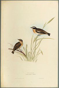 Saxicola Rubetra - Whinchat (barevné lito na tkaném papíře) od John Gould