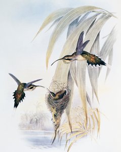 Poustevník šupinatý (Phaethornis eurynome), rytina z Monografie Trochilidae aneb kolibříci (1849-1861), John Gould (1804-1881), Spojené království od John Gould