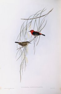 Myzomela šarlatová (Myzomela sanguinolenta), rytina John Gould od John Gould