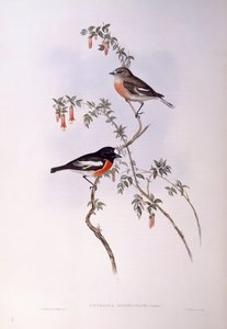 Scarlet Robin (Petroica multicolour), rytina John Gould od John Gould