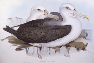 Plachý albatros (Diomedea o Thalassarche cauta), rytina John Gould od John Gould