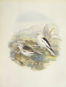 Strnad sněžný (Plectrophenax nivalis), ilustrace od John Gould