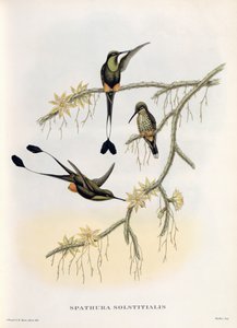 Spathura Solstitialis od John Gould