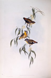 Pardalote skvrnitý (Pardalotus punctatus), rytina John Gould od John Gould