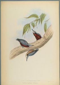 Stila Castaneoventris, brhlík kaštanový (barevné lito na tkaném papíře) od John Gould