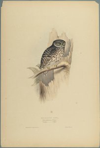 Strix Pafsernia - Noctua (barevné lito na tkaném papíře) od John Gould