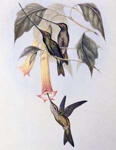 Kolibřík mečozobý (Docimastes ensiferus) od John Gould