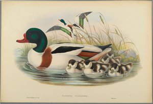 Tadorna Vulpanser: Sheldrake (barevné litho na tkaném papíře) od John Gould