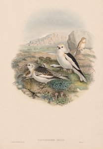 Ptáci Velké Británie: Plestrophanes nivalis. od John Gould