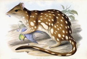 Tygr Quoll od John Gould