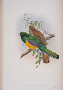 Trogon Atricollis, deska z The Birds of Great Britain od Johna Goulda, vydaná 1862-73 (ručně kolorované lito) od John Gould