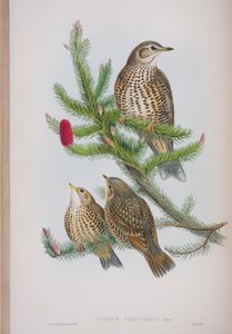 Turdus Viscivorus, deska z The Birds of Great Britain od Johna Goulda, vydaná 1862-73 (ručně kolorované lito) od John Gould