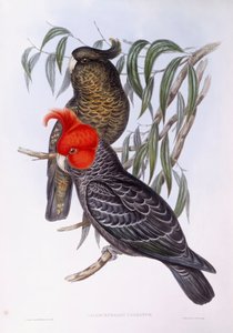 Dva papoušci sedící na větvi, rytina od John Gould
