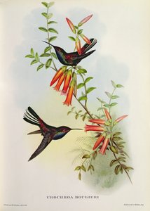 Urochroa Bougieri od John Gould