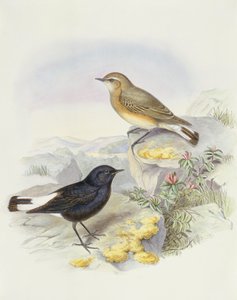 Variabilní pšenice (Oenanthe picata), rytina John Gould od John Gould