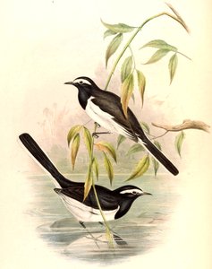 Konipas bělohlavý (Konipas velký) Motacilla maderaspatensis Gmelin od John Gould