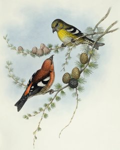 Kříženec bělokřídlý (Loxia leucoptera), rytina John Gould od John Gould