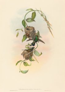 Chlorostilbona prasina (Puncheranův smaragd)