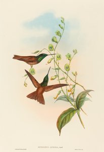 Diphogena aurora (Gouldova duha)