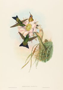 Glowing Puff-Leg (Glowing Puff-Leg) od John Gould and H.C. Richter