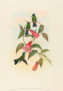 Eucephalus smaragdo caerulea (Gouldova dřevěná nymfa)