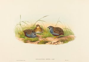 Excalftoria minima (křepelka modroprsá)