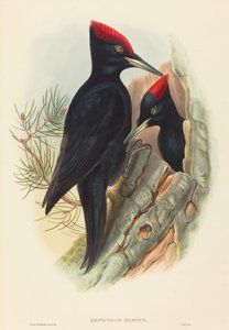 Datel černý (Dryocopus martius)