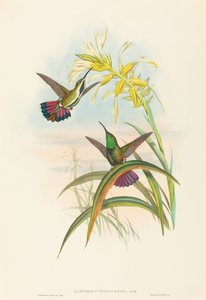 Lampornis veraguensis (veraguské mango)