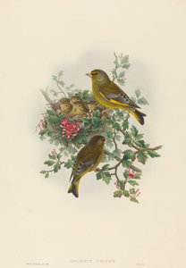 Ligurinus chloris (zelenák zelený)