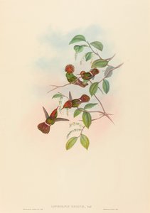 Spangled Coquette od John Gould and H.C. Richter