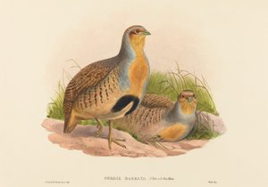 Perdix barbata (koroptev daurská)