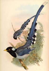 Straka obecná Urocissa flavirostris (Blyth) od John Gould and Henry C. Richter