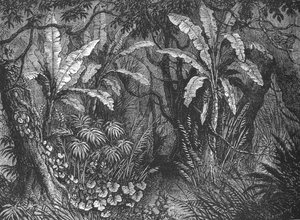 V Bush, c1880