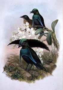 Lophornina - Superb Bird of Paradise (barevné lito) od John and Hart William (after) Gould