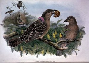 Chlamydera Orientalis (barevné lito) od John and Hart William Gould