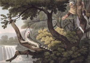 Mexican Lizard Catcher, vyryl Matthew Dubourg (fl.1785-1820), vydal Edward Orme, 1813