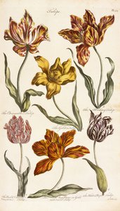Tulipány, 1842