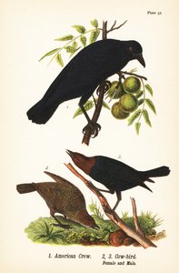 Vrána americká, Corvus brachyrhynchos 1, a hnědohlavý kovboj, Molothrus ater, samice 2 a samec 3