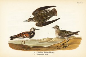 Kulík americký, Rain Sunday 1,2 a Ruddy turnstone, Sand interpret turnstone 3 od John James (after) Audubon
