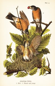 Červenka americká, Turdus migratorius, samec 1, samice 2 a mláďata v hnízdě
