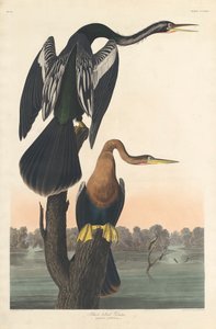 Darter černobřichý od John James (after) Audubon