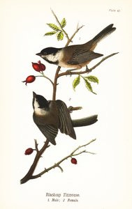 Sýkorka černotemenná, Poecile atricapillus